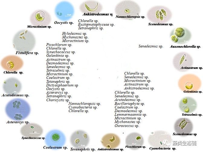 藻类植物介绍与藻类光生物反应器设计