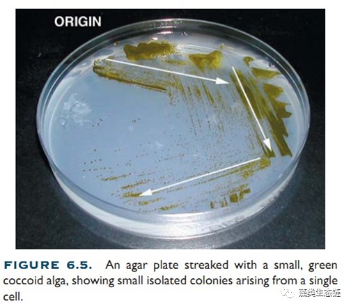藻类植物介绍与藻类光生物反应器设计(图6)