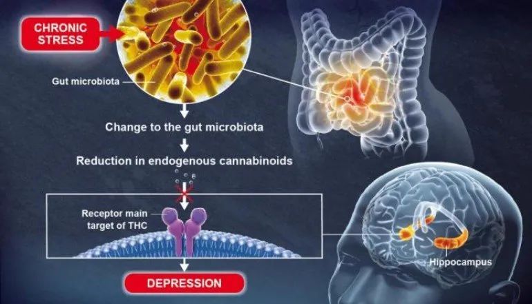科学研究：健康的肠道菌群有助于正常的大脑功能,(图3)
