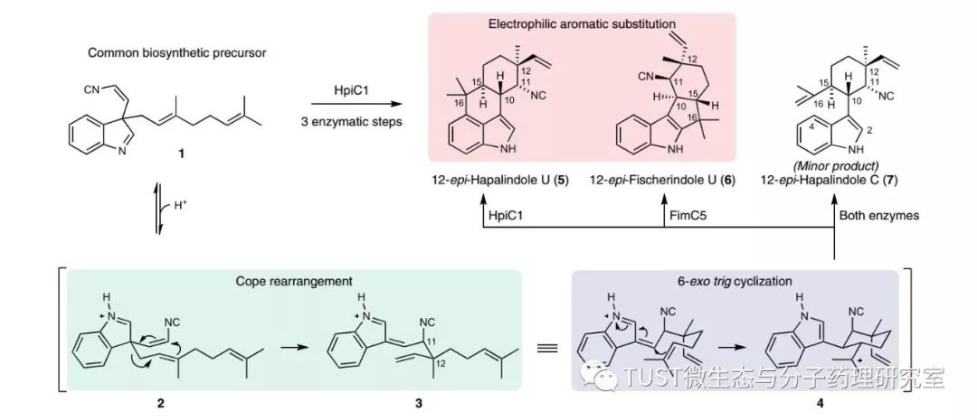 《Nature Chemical Biology》:Hapa
